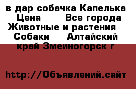 в дар собачка Капелька › Цена ­ 1 - Все города Животные и растения » Собаки   . Алтайский край,Змеиногорск г.